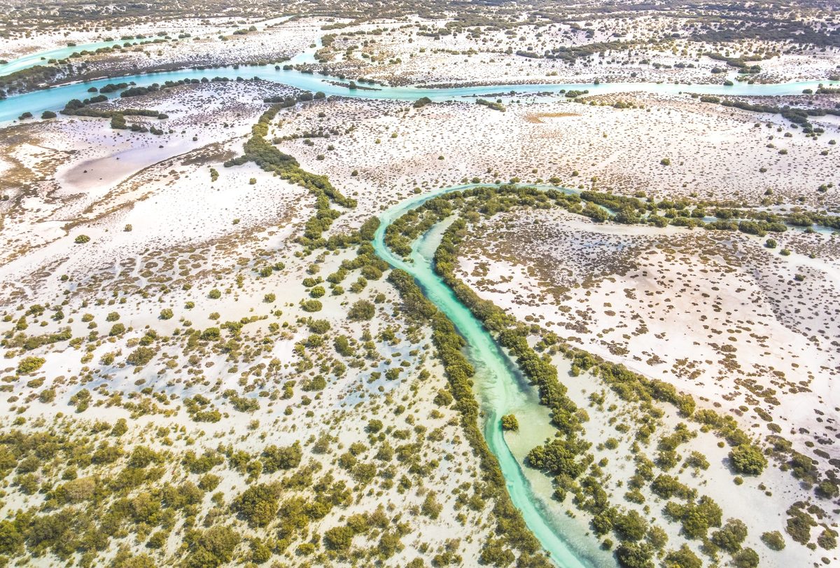 Aerial view of a tidal creek winding through the sabkha and mangrove scrub of the Saadiyat coast